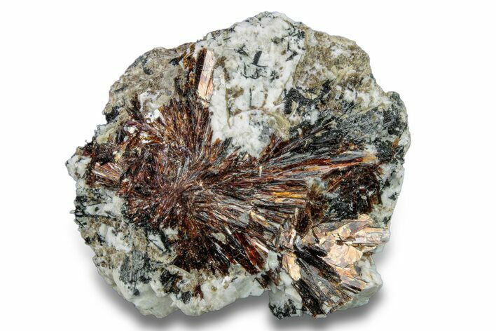 Golden-Brown, Radiating Astrophyllite - Kola Peninsula, Russia #255096